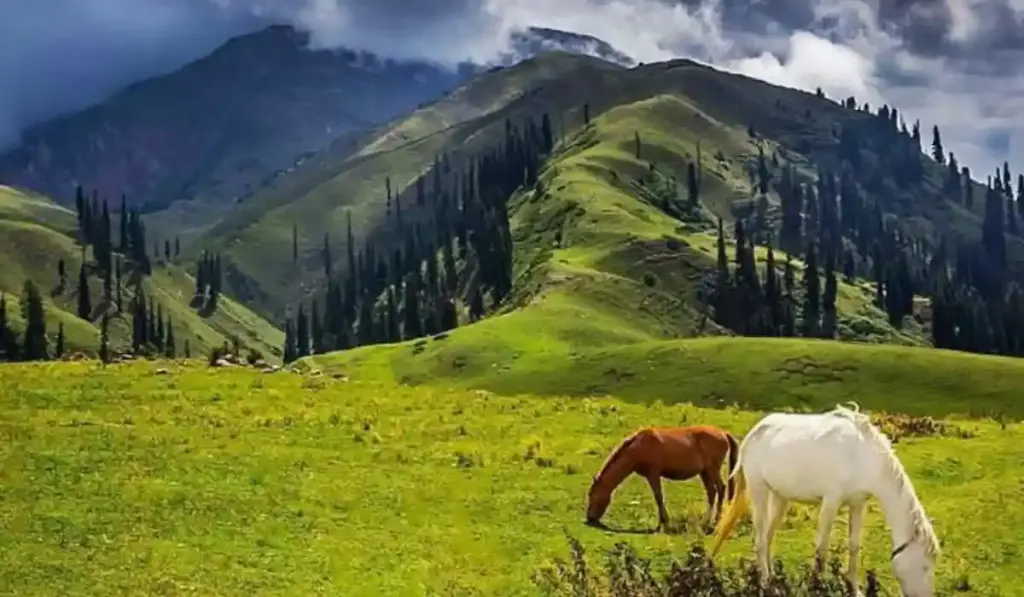 5 Days Murree, Nathia Gali & Shogran Family Tour